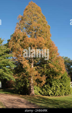 L'aube de l'automne feuillage d'un arbre Séquoia (Metasequoia glyptostroboides) dans un parc Banque D'Images