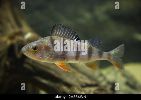 La perche commune / européenne / perche perche fluviatile / rivière eurasien de la perche (Perca fluviatilis) Poisson d'eau douce prédateurs nager sous l'eau Banque D'Images