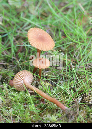 Laccaria laccata, connu comme le séducteur, ou des champignons sauvages, Laccaria cireuse de la Finlande Banque D'Images