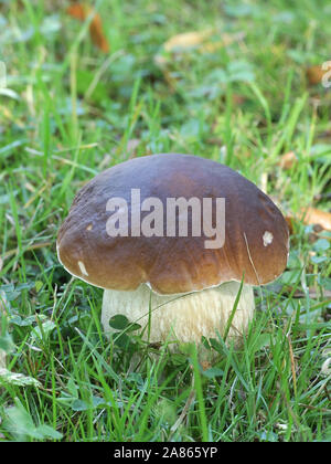 Boletus reticulatus (autrefois Boletus aestivalis), connu sous le nom de Cep d'été ou d'été, bolets champignons sauvages comestibles provenant de la Finlande Banque D'Images