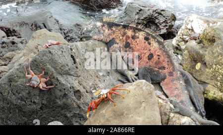 Mer mignon lézard et crabes rouges dans les îles Galapagos Banque D'Images