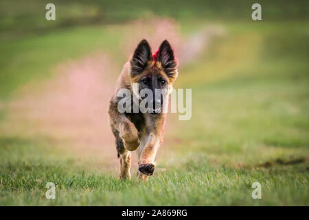 Berger Allemand chiot exécutant, colorés avec de la poudre de holi Banque D'Images