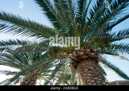 Chypre- Arecaceae sont une famille botanique des plantes vivaces. Leur croissance peut être sous forme d'arbustes, plantes grimpantes, arbre et verres de plantes. Banque D'Images