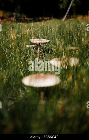 Coulemelle champignon, France Banque D'Images