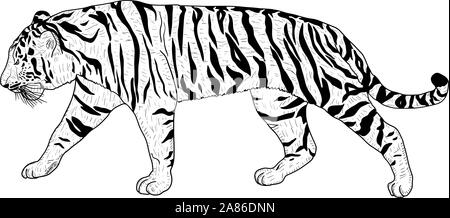 Beau dessin tigre sur un fond blanc. Illustration de Vecteur