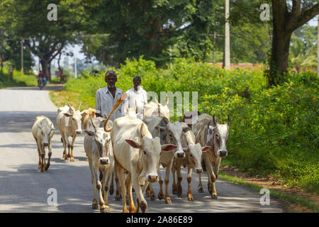 Old Indian shepherd menant ses vaches sur la route près de l'entrée de Nagarahole National Park, Karnataka, Inde Banque D'Images