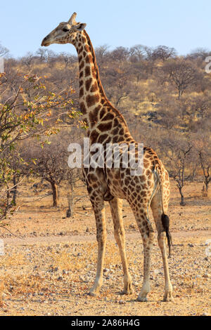 Grand grand girafe au Parc National d'Etosha en Namibie, Afrique Banque D'Images