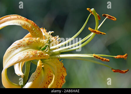 Tiger Lily ou Lilium Henri au jardin botanique dans le Nouveau Mexique. Banque D'Images