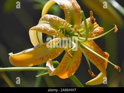 Tiger Lily ou Lilium Henri au jardin botanique dans le Nouveau Mexique. Banque D'Images