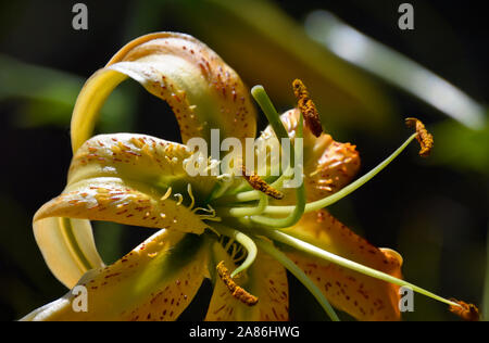 Tiger Lily ou Lilium Henri au jardin botanique dans le Nouveau Mexique. Banque D'Images