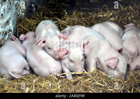 Une portée de porcelets très mignon bébé dormir hay blottis les uns sur les autres en essayant de garder au chaud - Pays de Galles UK Farm Banque D'Images