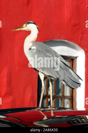 Majestic à heron debout sur un toit de voiture devant un mur rouge. Banque D'Images