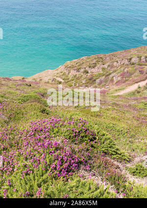 Les fleurs sauvages qui poussent sur la côte sud-ouest près de chemin d'une papule Coates, North Cornwall, UK Banque D'Images