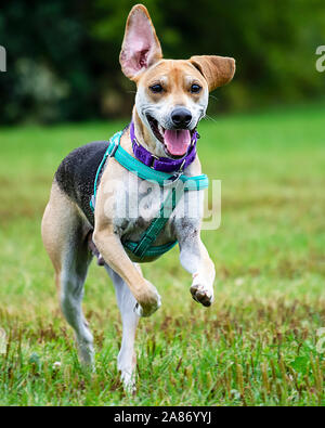 Mélange de terrier Beagle qui traverse l'herbe dans un parc à chiens. Banque D'Images