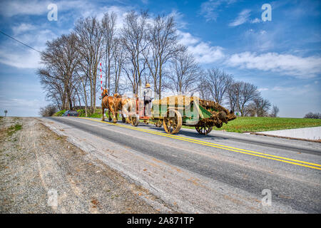 4 chevaux tirant un épandeur de fumier Amish antiques pour fermier peut fertiliser les champs d'un ciel bleu Jour Banque D'Images