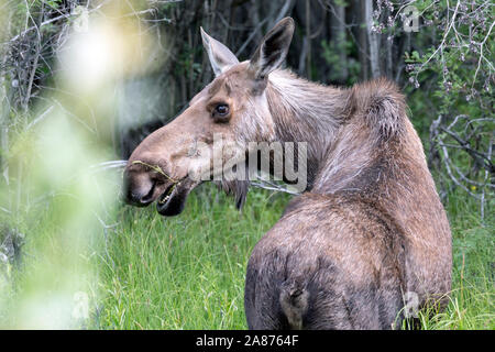 Un wild moose dans Wrangell-St. Elias en Alaska Banque D'Images