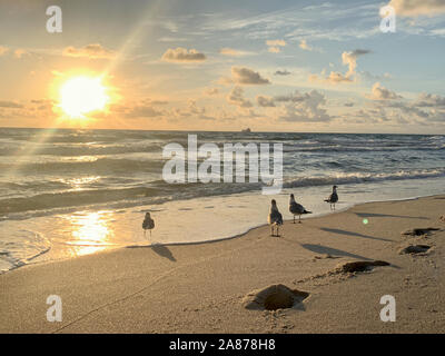 Les oiseaux sur la plage Banque D'Images