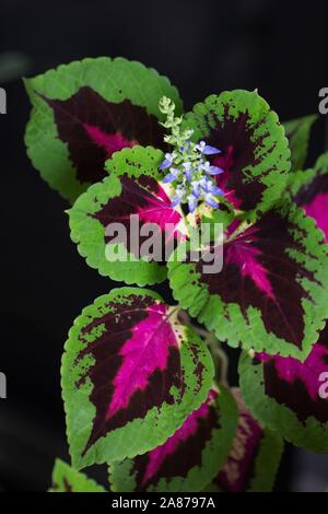 Gros plan d'une fleur sur un fairway Coleus 'Rose' plante. Banque D'Images