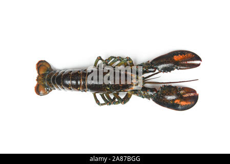 Homard entier cuit frais isolé sur fond blanc Banque D'Images