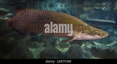 - Poisson pirarucu Arapaima Arapaima gigas un plus grand poisson d'eau douce des lacs et rivières en Brésil / poisson tête de serpent Banque D'Images