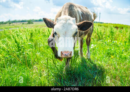 Joli petit veau tout seul dans les pâturages verts. Portrait de vache veau. Veau vache dans la nature. Banque D'Images