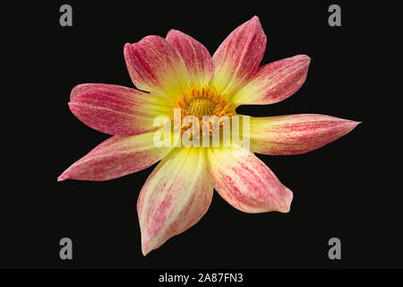 Une vue de la fleur sur le fond noir Banque D'Images