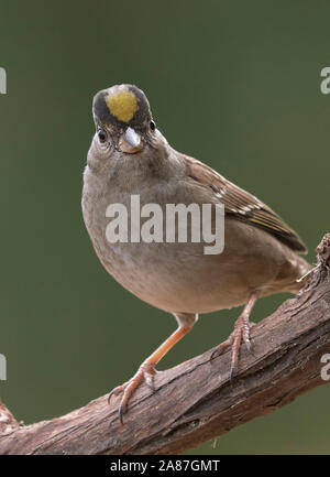 Bruant à couronne dorée (Zonotrichia atricapilla), comté de Sacramento en Californie Banque D'Images