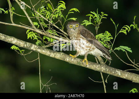 Brown Owl Ninox scutulata, Hawk, Maguri, Beel, Assam, Inde Banque D'Images