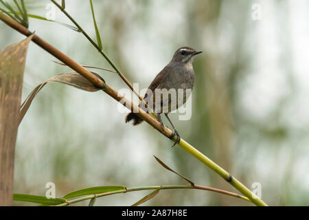 White-tailed Rubythroat Luscinia pectoralis, Juv, Maguri, Beel, Assam, Inde Banque D'Images