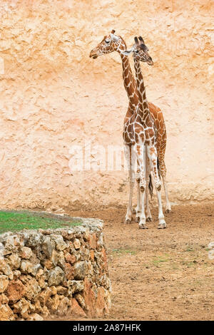 Girafe sur un mur jaune Banque D'Images