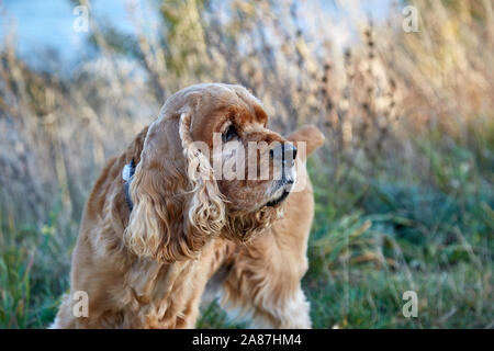 Cocker Englishl sur l'herbe Banque D'Images