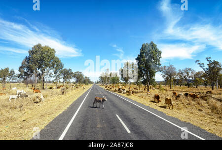 Danger de bétail sur les routes de l'Outback Queensland, Australie Banque D'Images
