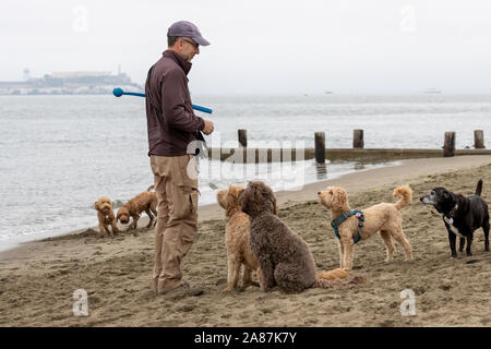 Crissy Field, San Francisco, USA. 6 Nov 2019. C'est le temps de lecture pour les chiens sur la plage de Crissy Field à San Francisco. Crédit : Tim Fleming/Alamy Live News Banque D'Images