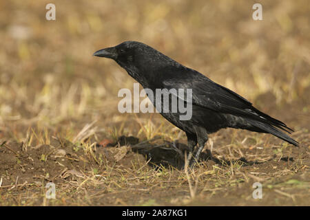 Un grand Corneille noire, Corvus corone, se nourrissant dans un champ d'agriculteurs au Royaume-Uni. Banque D'Images