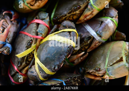 Dentelée frais crabe de boue ou de crabe de mangrove se préparent à vendre sur le marché Banque D'Images