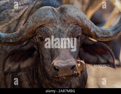 Buffle d'Afrique - Syncerus caffer ou buffle est un grand l'Afrique subsaharienne. Portrait dans le bush au Zimbabwe. Banque D'Images