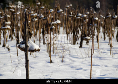 Tournesol séché recouvert de neige en hiver Banque D'Images