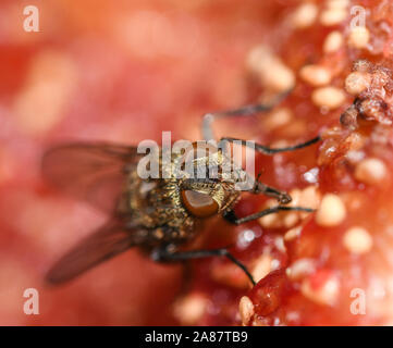 Close-up of fly cluster commun qui se nourrit d'une fig Banque D'Images