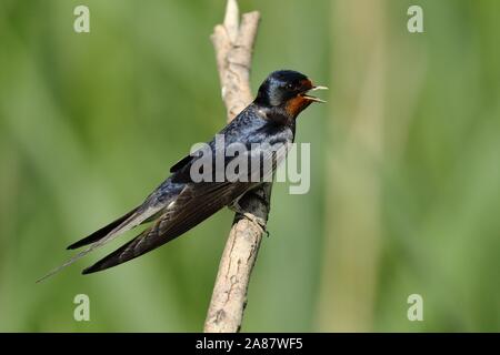 L'hirondelle rustique (Hirundo rustica) sitting on tree branch, Parc national du lac de Neusiedl, Burgenland, Autriche Banque D'Images