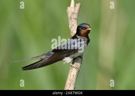 L'hirondelle rustique (Hirundo rustica) sitting on tree branch, Parc national du lac de Neusiedl, Burgenland, Autriche Banque D'Images