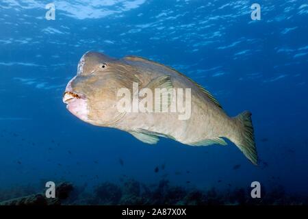 C. Vert Bolbometopon muricatum (perroquet) natation en mer ouverte, Grande Barrière de Corail, Patrimoine Mondial de l'environnement, Région du Pacifique, l'Australie Banque D'Images