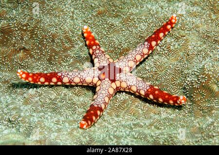 Collier étoile de mer (Fromia monilis), Grande Barrière de Corail, Patrimoine Mondial de l'environnement, Région du Pacifique, l'Australie Banque D'Images