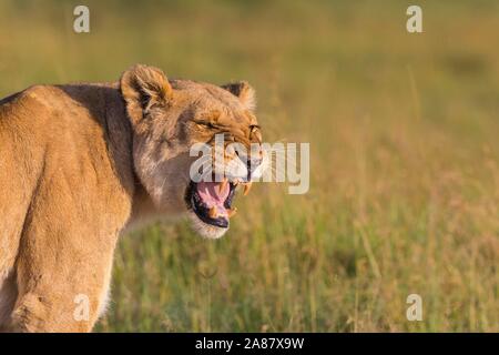 L'African Lion (Panthera leo), femme snarling, Masai Mara National Reserve, Kenya Banque D'Images