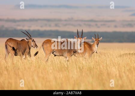 Elands commun (Taurotragus oryx), trois adultes debout dans l'herbe haute, Masai Mara National Reserve, Kenya Banque D'Images