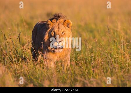 L'African Lion (Panthera leo), homme debout dans l'herbe haute, Masai Mara National Reserve, Kenya Banque D'Images