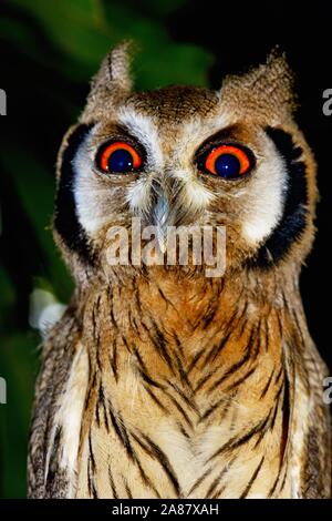 Le nord de l'Owl à face blanche (Ptilopsis leucotis), oiseau, animal juvénile portrait,Togo Banque D'Images