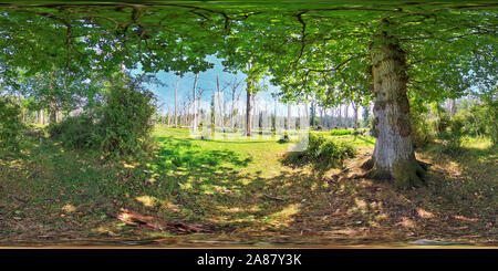 Vue panoramique à 360° de Forêt de chênes morts sous des chênes vivants dans le parc national de la Nouvelle forêt (360VR)