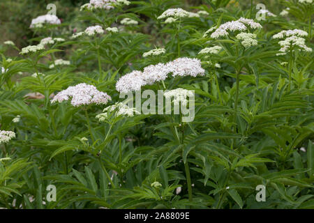 Zwerg-Holunder Zwergholunder, Attich, Sambucus ebulus, Danewort, Nain, aîné, mauvaises herbes, dane, danesblood walewort l'aîné nain, nain, elderberr Banque D'Images