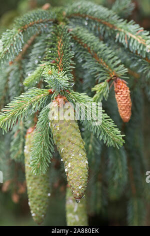 Gewöhnliche Fichte, Fichte, Zapfen, Fichtenzapfen Rot-Fichte Rotfichte,,, Picea abies, sapin, Épicéa commun, l'épinette de Norvège, cône, cônes, L'épicéa, Ép Banque D'Images