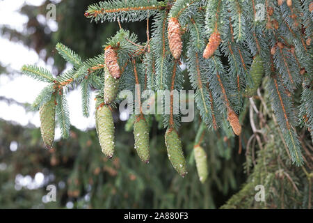 Gewöhnliche Fichte, Fichte, Zapfen, Fichtenzapfen Rot-Fichte Rotfichte,,, Picea abies, sapin, Épicéa commun, l'épinette de Norvège, cône, cônes, L'épicéa, Ép Banque D'Images